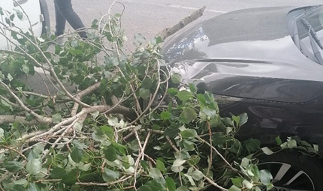 Kars'ta şiddetli rüzgar ağaç dallarını kırdı