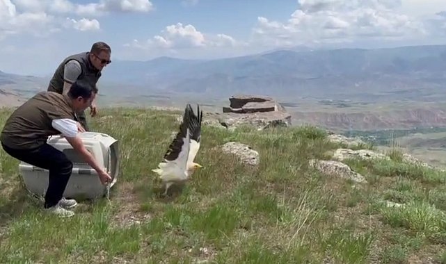 Kars'ta yavru akbaba doğaya bırakıldı