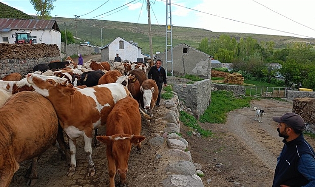 Kurbanlıklar görücüye çıkmaya devam ediyor