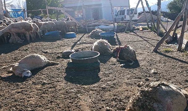 Malatya'da ağıla giren kurt 8 koyunu telef etti