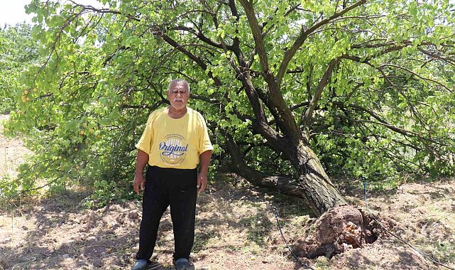 Malatya'da kayısı hasadı için gün sayan çiftçilere fırtına şoku