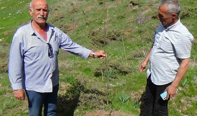 Memleketine 3 yılda 2 bin ağaç diktirdi