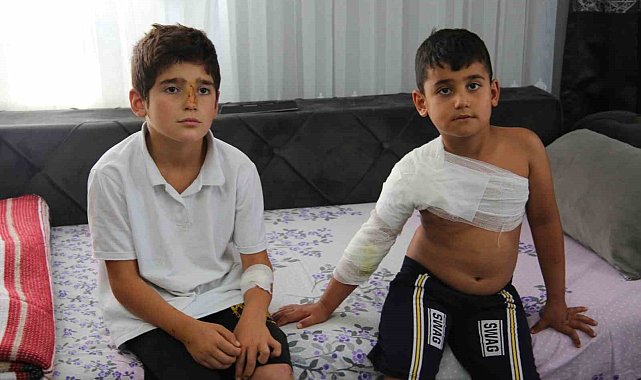 Muş'ta sahipsiz köpekler dehşet saçtı: İki kardeş yaralandı