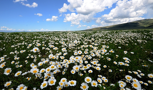 Papatyaların açtığı Sarıkamış'ın doğası fotoğraf tutkunlarını ağırlıyor