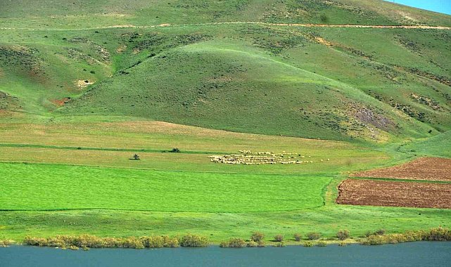 "Erzurum'da süt ürünleri üretimi gelişime açık"