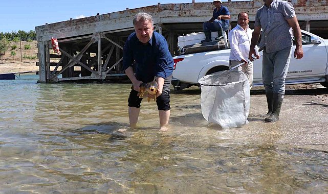 Sağma işlemlerinin ardından anaç balıklar göle bırakıldı