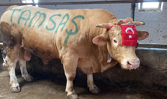 “Şah Murat” isimli boğa 300 bin liraya satıldı