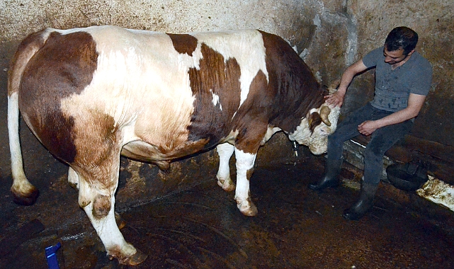 Sarıkamış'ta 1 tonluk boğa "Alaca fırtına" alıcısını bekliyor