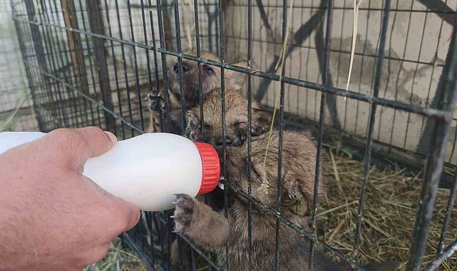 Yavru kurtlara 'kreş' hizmeti