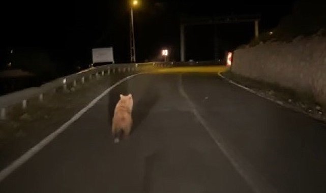 Yola inen bozayı görüntülendi