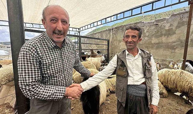 Yüksekova'da kurbanlıklar görücüye çıktı