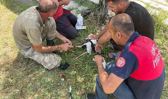 Yuvadan düşen yavru leyleklerin imdadına itfaiye ekipleri yetişti