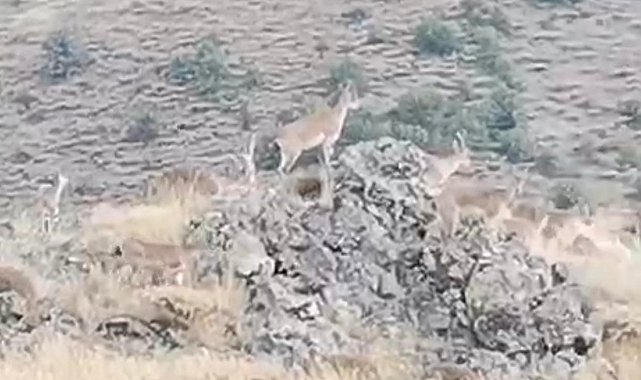 200 yaban keçisi yola indi
