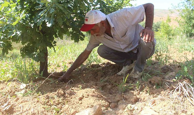 3 dönüme trüf mantarı ekmişti, ilk hasadını yaptı