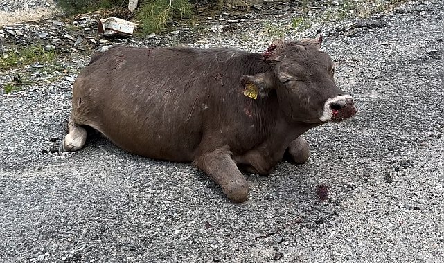 500 metrelik kayalıktan düşen inek ağır yaralandı