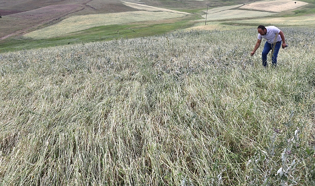 Ağrı'da dolunun tarım arazilerine verdiği zararın tespiti sürüyor