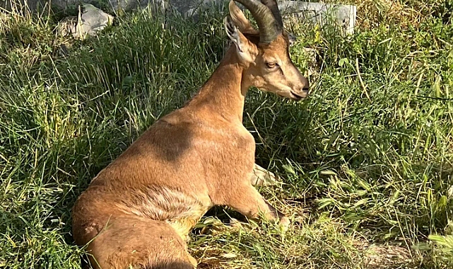 Ağrı'da yaralanan yaban keçisi Kars'ta tedaviye alındı