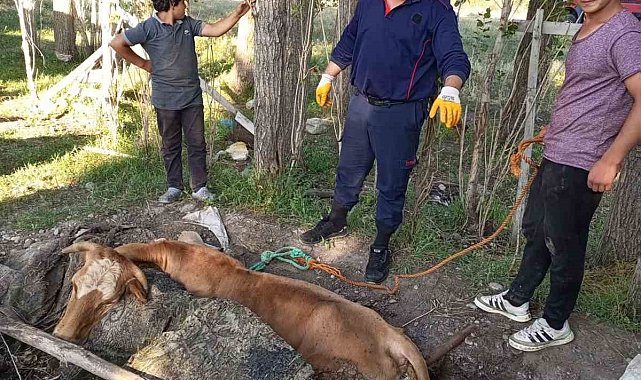 Ağrı'da itfaiye, yangın merdiveniyle ineği kurtardı