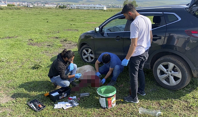 Ardahan'da boz ayı için ekipler seferber oldu