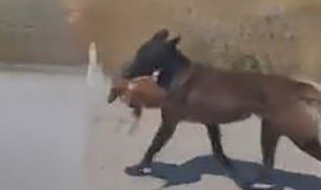 Bahçeye giren köpek tavuğu telef etti