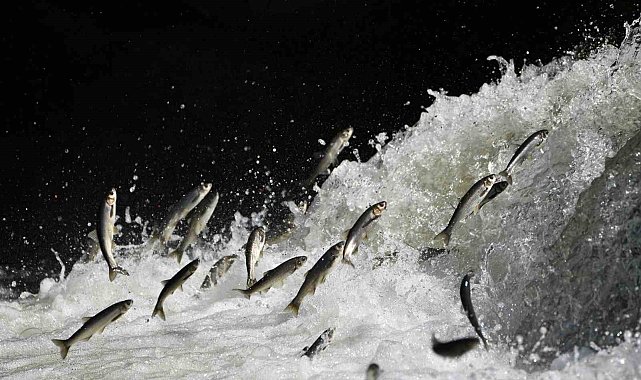 Bereketli yağışlar sayesinde bu yıl toplu inci kefali ölümleri yaşanmadı