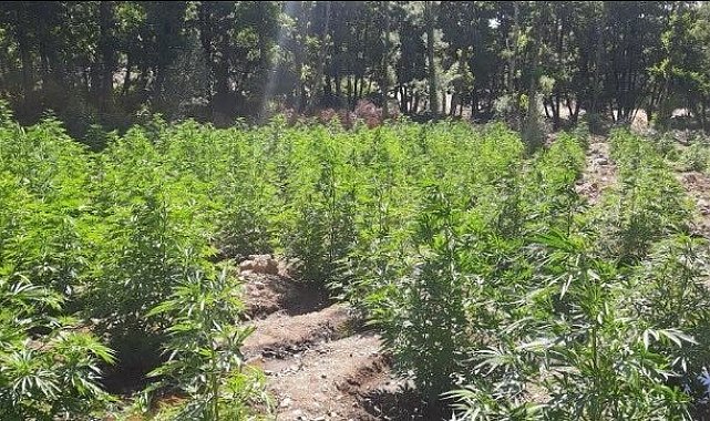 Bingöl&#039;de 11 bin kök kenevir bitkisi ve 2 kilo esrar ele geçirildi