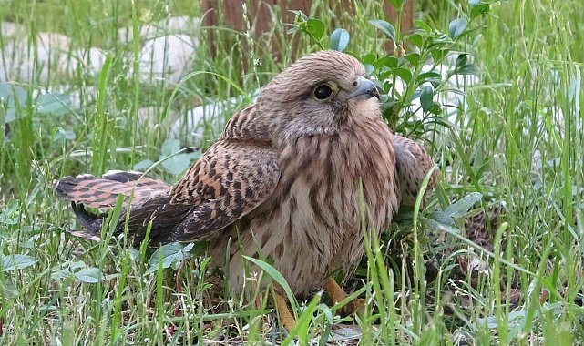 Bingöl'de bitkin halde bulunan atmaca tedavi altına alındı