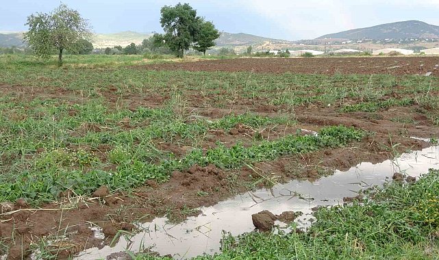 Bingöl'de bölgesel dolu yağışı sebze fidelerine zarar verdi