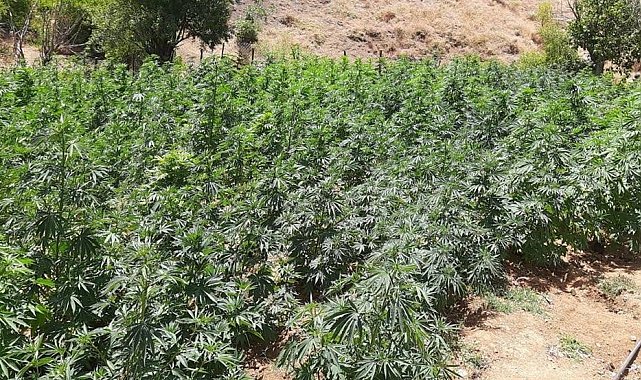 Bingöl&#039;de uyuşturucu operasyonu: 105 bin kök kenevir ele geçirildi