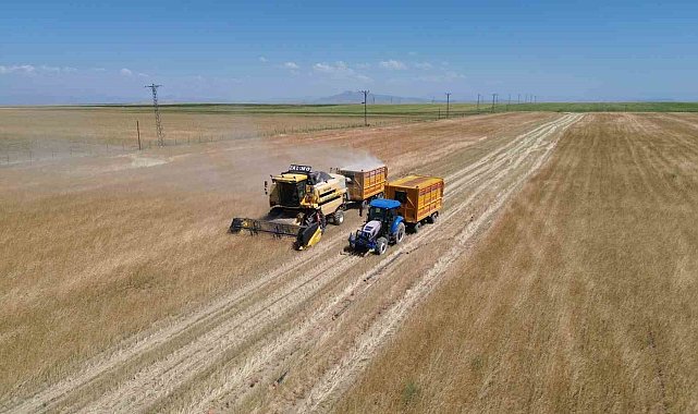 Bitlis&#039;te buğday hasadı başladı
