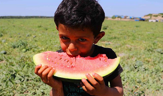 Bunaltıcı sıcaklar sulu meyvelere yöneltti