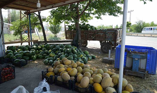 Doğu'nun Çukurova'sından çevre illere sebze ve meyve satılıyor