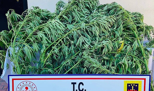 Elazığ'da 112 kök kenevir ele geçirildi