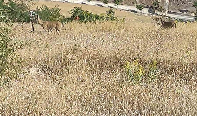 Elazığ'da dağ keçileri görüldü