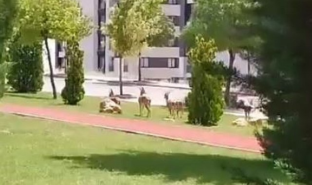 Elazığ'da dağ keçileri şehir merkezine indi