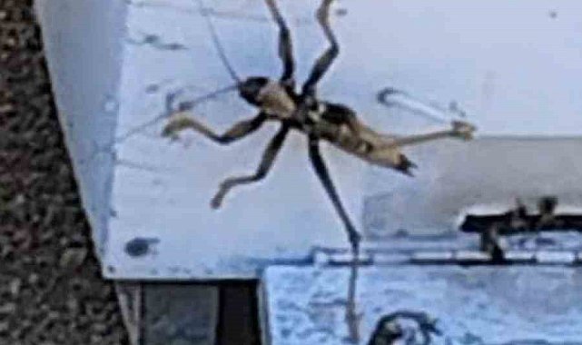 Elazığ'da et yiyen dev çekirge görüldü
