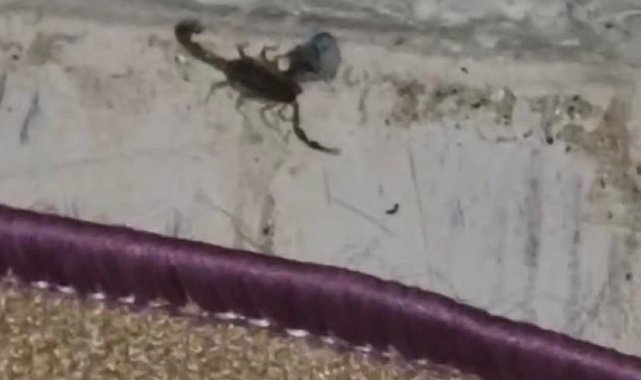 Elazığ&#039;da evde görülen akrep paniğe neden oldu