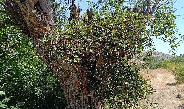 Elazığ&#039;da ilginç olay: Asırlık söğüt ağacının gövdesinde vişne meyvesi çıktı
