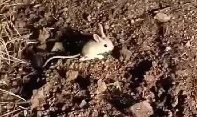 Elazığ&#039;da kırmızı listede yer alan Arap tavşanı görüntülendi