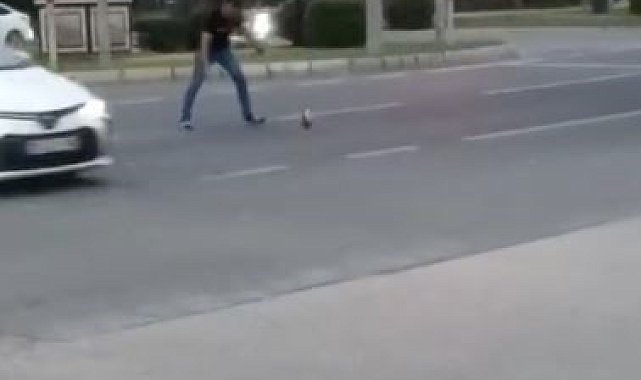 Elazığ'da tavuk yola çıktı, sürücüler neye uğradığını şaşırdı