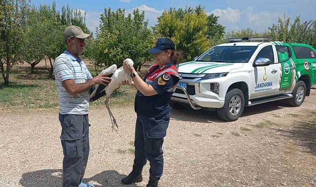 Elazığ'da yaralı leylek, koruma altına alındı