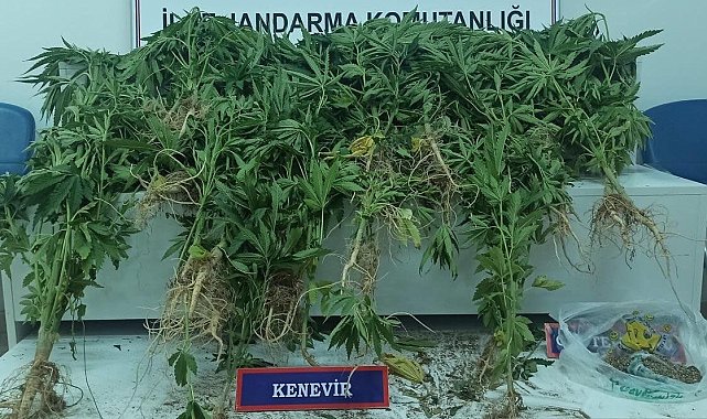 Erciş'te çeşitli miktarlarda uyuşturucu madde ele geçirildi