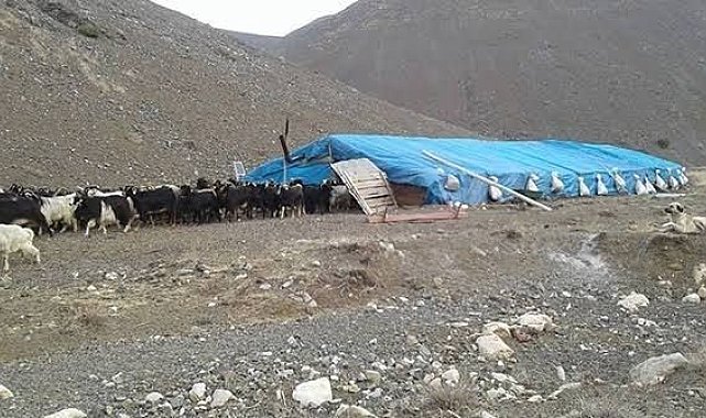 Erciş'te çobanlar arasında kavga: 1 ölü, 3 yaralı