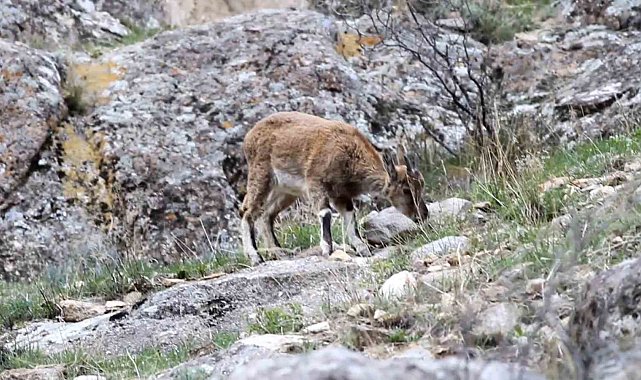 Erzurum'da yabani dağ keçileri görüntülendi
