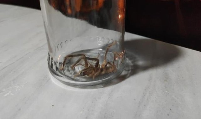 Güçlü zehiri ile bilinen sarıkız örümceği Yüksekova'da görüldü