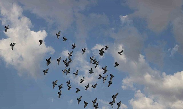 Günü birlik bin kilometrenin üzerinde mesafeyi uçabilen posta güvercinleri Erzincan'dan İzmir'e gitmeleri için havaya salındı
