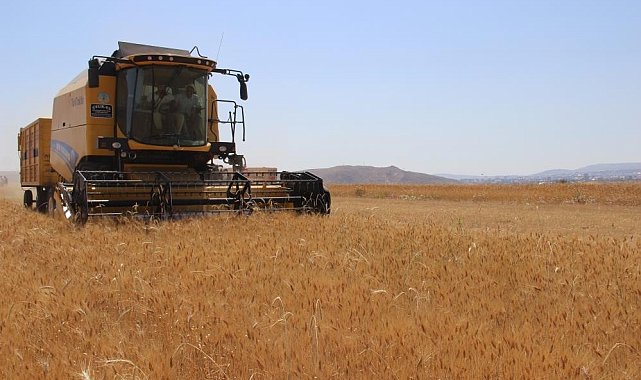 Hububatta biçerdöver ile hasat işlemleri sürüyor
