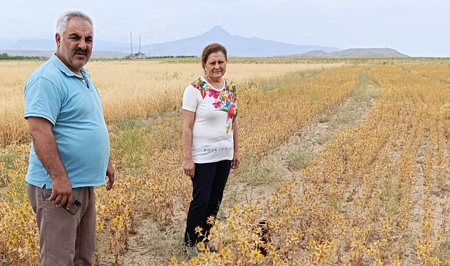 Iğdır’da ilk defa ekilen Aspir bitkisi hasada hazır