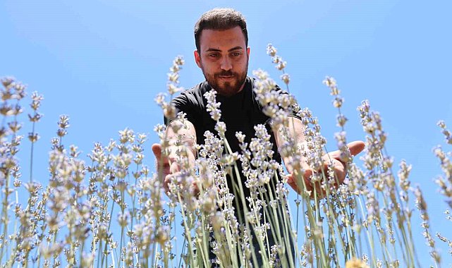 İnternette görüp bir hevesle başladılar, lavanta üreticisi oldular