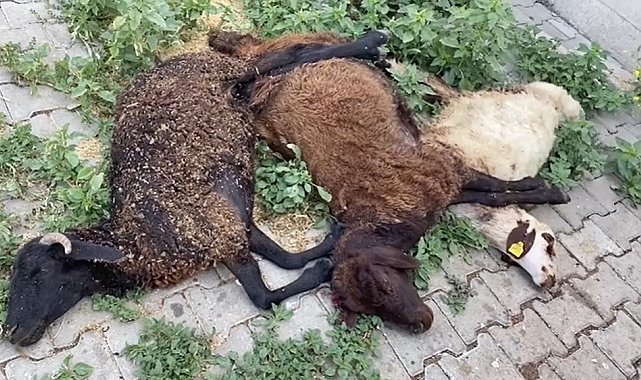 Karlıova&#039;da başıboş köpekler küçükbaş hayvanları telef etti